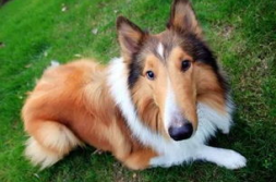 犬钩虫病,病原、症状、诊断与防治全解析